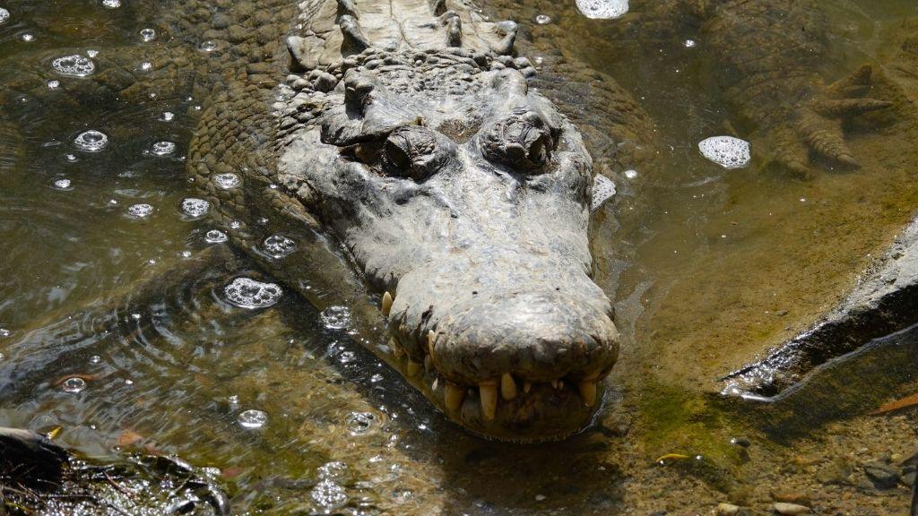 Alligator sunbathing at the edge of a pond in Kiawah Island, South Carolina