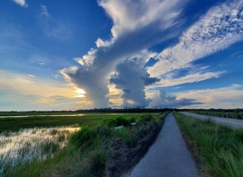 Path Near Alligators In Kiawah Island, South Carolina
