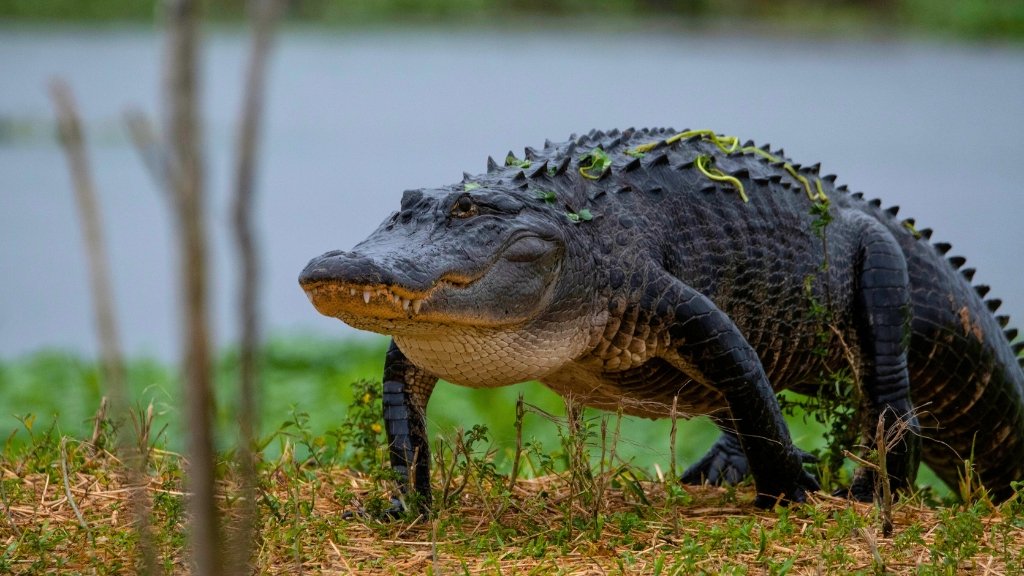 Alligator Near Pond in Myrtle Beach, South Carolina