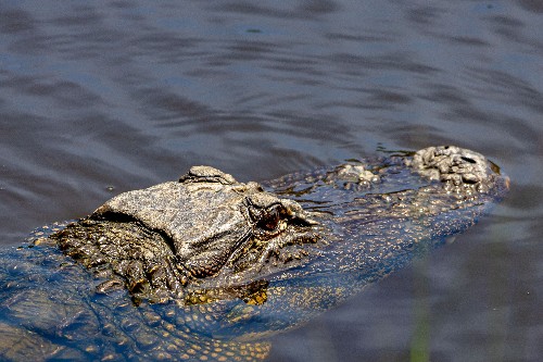Alligator in the water near Myrtle Beach, South Carolina